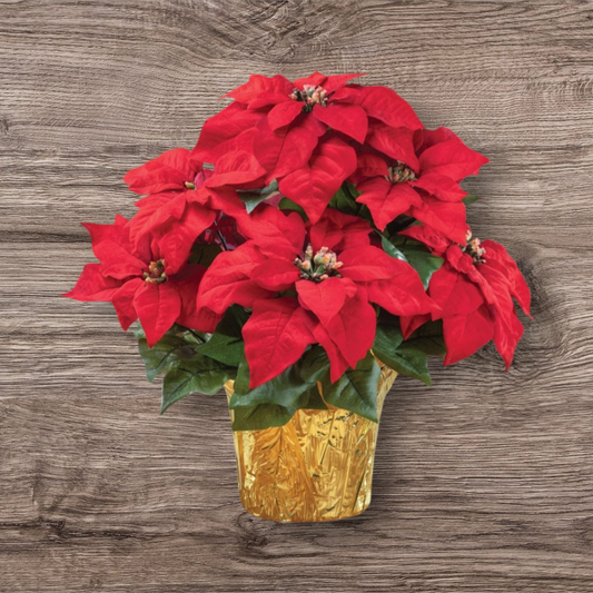 Red Poinsettia Plant